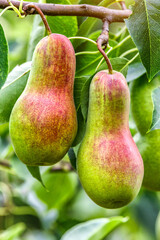 Crop of pears in summer garden.Closeup of pear tree in a farm garden.Organic pears in natural environment. Morning shot