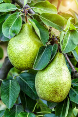 Crop of pears in summer garden.Closeup of pear tree in a farm garden.Organic pears in natural environment. Morning shot