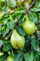 Crop of pears in summer garden.Closeup of pear tree in a farm garden.Organic pears in natural environment. Morning shot