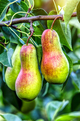 Crop of pears in summer garden.Closeup of pear tree in a farm garden.Organic pears in natural environment. Morning shot