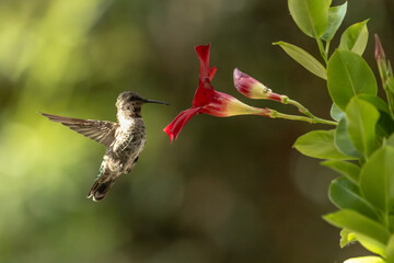 Naklejka premium Anna's hummingbird (Calypte anna) Enjoying the Red Mandevilla.