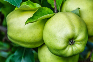 Green apples on a tree.Ripe Apples in the Apple Orchard before Harvesting. Apple orchard. Basket of Apples.Morning shot