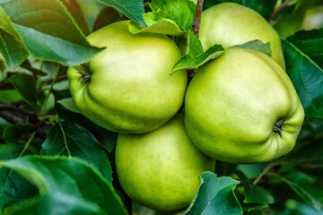 Green apples on a tree.Ripe Apples in the Apple Orchard before Harvesting. Apple orchard. Basket of Apples.Morning shot
