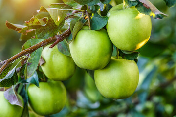 Green apples on a tree.Ripe Apples in the Apple Orchard before Harvesting. Apple orchard. Basket of Apples.Morning shot
