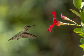 Anna's hummingbird (Calypte anna) Enjoying the Red Mandevilla.