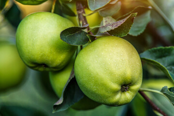 Green apples on a tree.Ripe Apples in the Apple Orchard before Harvesting. Apple orchard. Basket of Apples.Morning shot