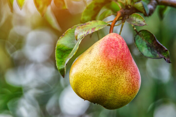 Crop of pears in summer garden.Closeup of pear tree in a farm garden.Organic pears in natural environment. Morning shot