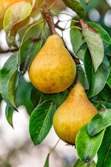 Crop of pears in summer garden.Closeup of pear tree in a farm garden.Organic pears in natural environment. Morning shot