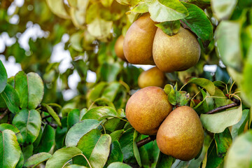 Crop of pears in summer garden.Closeup of pear tree in a farm garden.Organic pears in natural environment. Morning shot