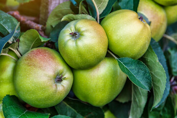 Green apples on a tree.Ripe Apples in the Apple Orchard before Harvesting. Apple orchard. Basket of Apples.Morning shot