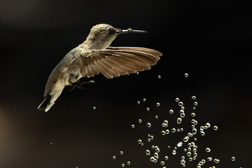 Anna's hummingbird (Calypte anna) Enjoying the Water Fountain Drops.