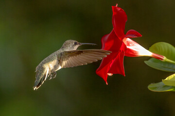 Naklejka premium Anna's hummingbird (Calypte anna) Enjoying the Red Mandevilla.