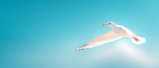 Obraz premium A white seagull flies in the sky, wings spread wide, beak pointed upwards