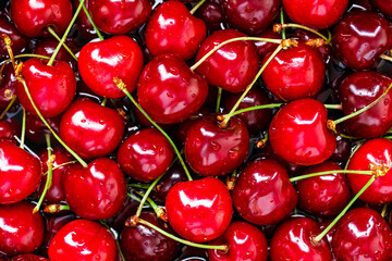 Cherry background.Close up of a bunch of bright red cherries shot from above. Cherry with drops. Food background.