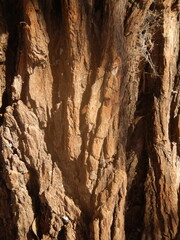 Photograph of a very rough tree bark