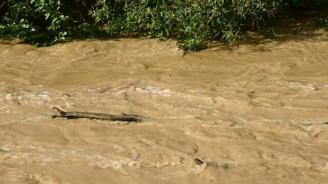River in flood with flooding in Isere in France in autumn.
