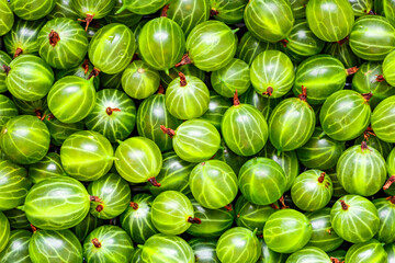 Green Organic Berries Gooseberries.Berries  gooseberry close-up. Background from gooseberries.Harvest concept. Vegetarian food.Top view,