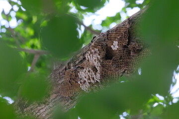 Insects on the branch