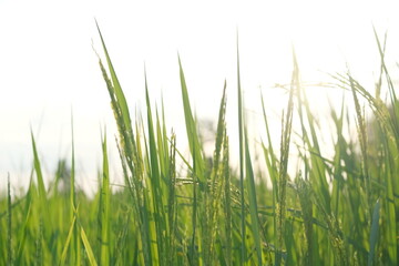 Rice plants and sunlight