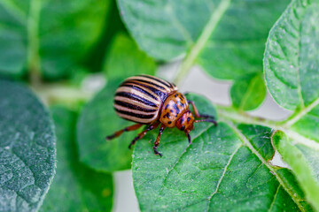 Colorado Potato Beetle (Leptinotarsa decemlineata).Close-up Colorado potato beetle and larvae on the green leaves of potatoes, is a major pest of potato crops.
