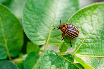 Colorado Potato Beetle (Leptinotarsa decemlineata).Close-up Colorado potato beetle and larvae on the green leaves of potatoes, is a major pest of potato crops.