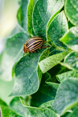 Colorado Potato Beetle (Leptinotarsa decemlineata).Close-up Colorado potato beetle and larvae on the green leaves of potatoes, is a major pest of potato crops.