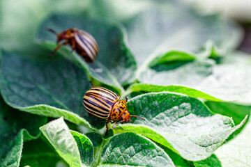 Colorado Potato Beetle (Leptinotarsa decemlineata).Close-up Colorado potato beetle and larvae on the green leaves of potatoes, is a major pest of potato crops.