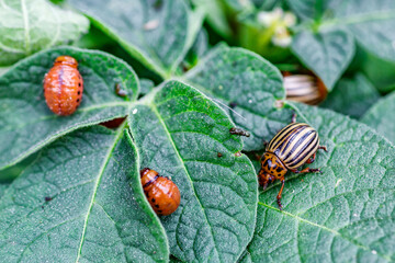 Colorado Potato Beetle (Leptinotarsa decemlineata).Close-up Colorado potato beetle and larvae on the green leaves of potatoes, is a major pest of potato crops.