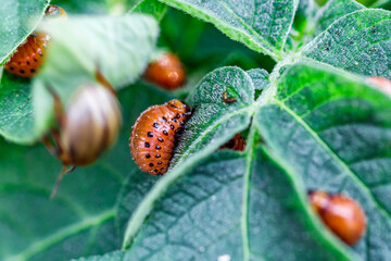 Colorado Potato Beetle (Leptinotarsa decemlineata).Close-up Colorado potato beetle and larvae on...