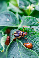 Colorado Potato Beetle (Leptinotarsa decemlineata).Close-up Colorado potato beetle and larvae on the green leaves of potatoes, is a major pest of potato crops.