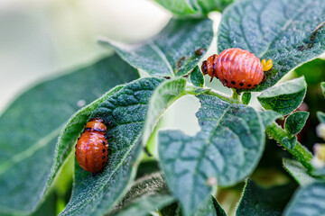 Colorado Potato Beetle (Leptinotarsa decemlineata).Close-up Colorado potato beetle and larvae on...