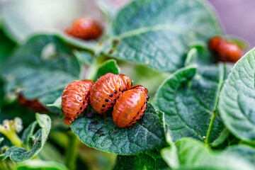 Colorado Potato Beetle (Leptinotarsa decemlineata).Close-up Colorado potato beetle and larvae on the green leaves of potatoes, is a major pest of potato crops.