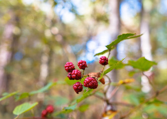 Close-up of red blackberries on a forest bush.