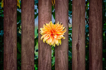 Dalia rosnąca w ogródku przy drewnianym brązowym płocie na wsi © smoku7979