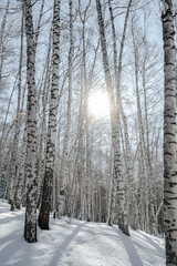 Snow forest. birch in snow. winter forest