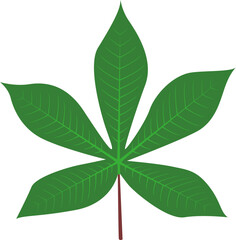cassava leaves
