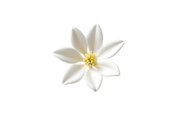 Obraz premium Jasmine flower isolated on transparent png