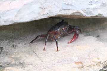 crab on the beach