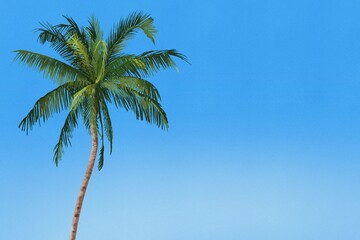 coconut tree Tropical on blue sky palm tree with coconuts against a white background, perfect for summer vibes and beach-themed designs summer 