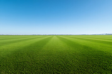 Cricket Pitch Field Background | Perfect for Sports Themes and Event Promotions