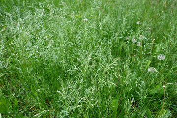 Wild grass on meadow in summer or spring.
