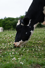 cow in a meadow