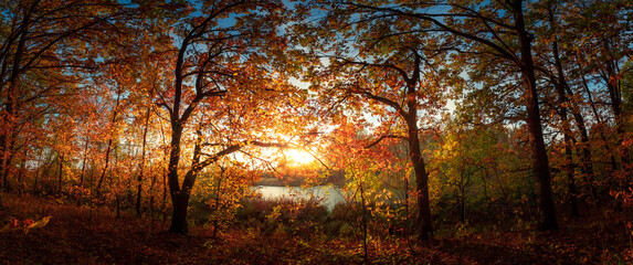 Autumn forest landscape. Gold color tree, red orange foliage in fall park. Nature change scene. Yellow wood in scenic scenery. Sun in blue sky. Panorama of a sunny day, wide banner, panoramic view.