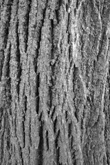 Linden tree bark texture. Black and white