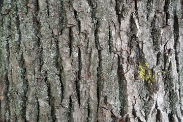 Linden tree bark texture.