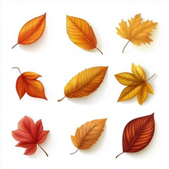 Obraz premium autumn leaves set on white background