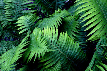 Green natural fern pattern close up.