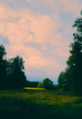 A beautiful tree stands in the center of a lush green meadow, surrounded by a forest. The gentle cloudy sky serves as a backdrop for this beautiful and calm summer landscape.
