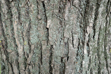 Linden tree bark texture.