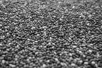 Raw soya beans background with blur effect close-up. Black and white